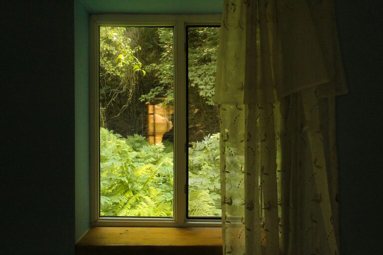 Evinizi Bitkilerle Yenilemenin Pratik Yolları